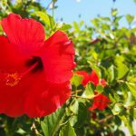 ハワイ島滞在記♪第八弾　ホテル編～どんな施設があるの？リゾート内を散策！～